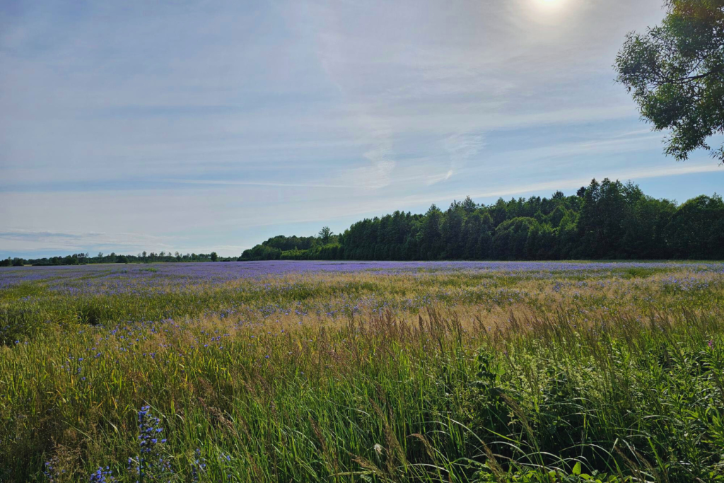 Rukkilille põld 